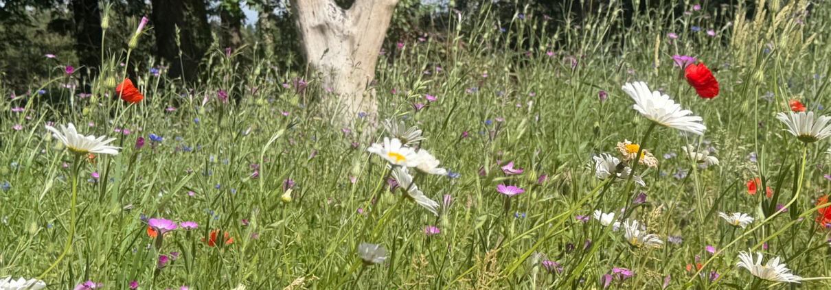 Parkeerterrein Natuurbegraafplaats Weerterland